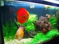 pigeon blood + marlboro red discus fish