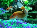 Crazy fish Crazy fish