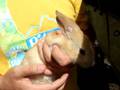 Raising Rabbits, Health and Treatment for ear mites.