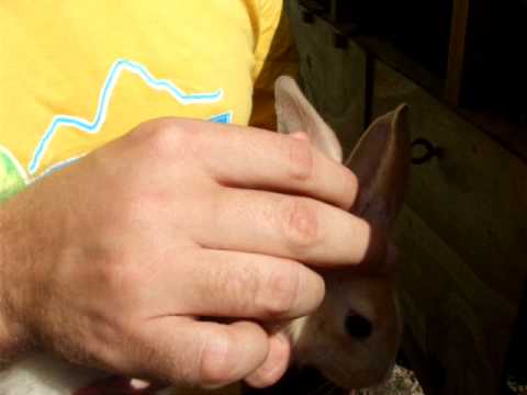 how to cure ear mites