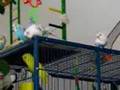 7 parakeets chirping