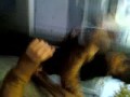 Dans le tram, on danse.