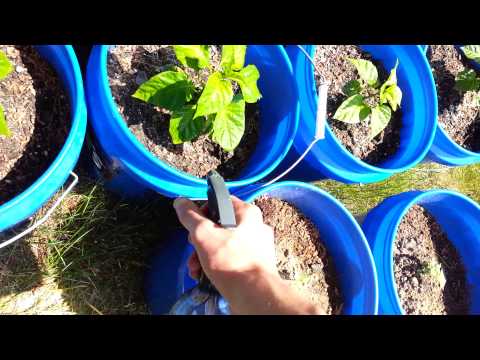 how to fertilize the lawn with epsom salt