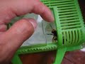 Large hornet on hand