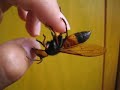 This giant hornet was my pet for 7 months. Here she climbs onto my fingers and enjoys a snack of honey. Please note that I have disabled comments because of too many nonsensical or repeated comments. I have been very busy and am not able to respond directly to comments, especially repeated ones. PLEASE READ THE VIDEO DESCRIPTION - everything you need to know is stated here. This is not a Japanese giant hornet (Vespa mandarinia) but its closest living relative, Vespa soror (no common name yet ...