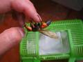Large hornet on hand