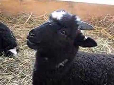 Sheep Chewing