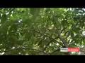 Fruit Trees