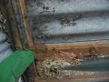 Destroying a Wasps\