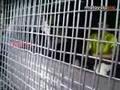 Crackdown at KLCC: Dozens picked up