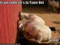 videos de my attempt at a lolcats