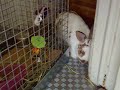 Pantouf eats Alices food