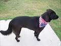 My Dogs on the 4th of July 2008