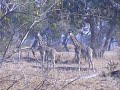 Giraffen in South Luangwa (Zambia)