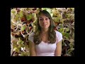 Friend me on MySpace www.myspace.com Super Food & Health Food, Sprouts, Nutrition by Natalie Wiki Sprouts en.wikipedia.org Sprouts are a health food & diet food. Get the nutrition facts and health & wellness benefits for Sprouts. Related Videos Super Foods! Nutrition by Natalie www.youtube.com Top 10 Best Foods! www.youtube.com Super Foods! Coconut www.youtube.com Please visit Natalie's website at www.nutritionbynatalie.com This video was produced by psychetruth http www.myspace.com ...