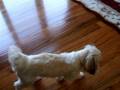 Shih