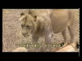 狮子擒猪记