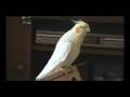 videos de My Cockatiel: Coco!