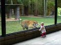 Australia Zoo - Djuna takes on a tiger - and wins!