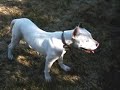 HOMELESS PUPPY BURPY IS IN NEED OF A FAMILY