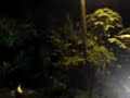 hantu di gombak