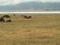 Africa vids!!