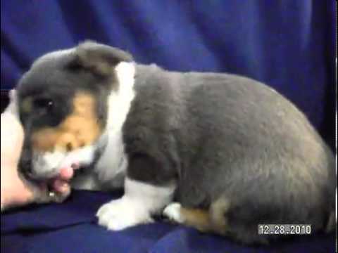 Adorable - Bluebell !