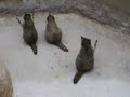 Raccoons cadge Raccoons cadge