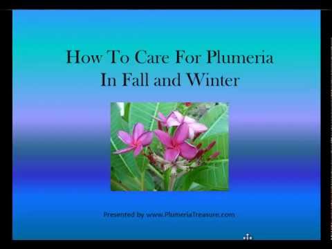 how to care plumeria plant