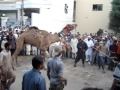 Camel qurbani & Tofaan bail pics   (Rated-R)
