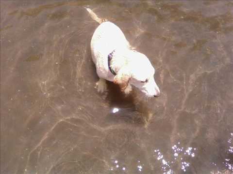 Funny Yellow Lab Puppy Nicole playing Water