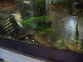 Weird Newt Dance Weird Newt Dance