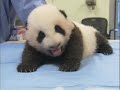 Baby Panda