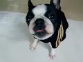 Boston Terrier Akubi 01