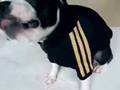 Boston Terrier video