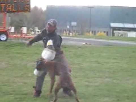 bandog