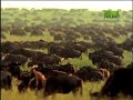 Fooled by Nature - Wildebeest Migration Fooled by Nature - Wildebeest Migration