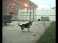 Adopt a Dog\" Tonks\" MSPCA Springfield, Massachusetts