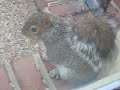 little squirrel close up little squirrel close up
