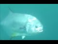 Wreck Fishing