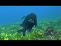 Stunning Scuba Diving at Rottnest Island