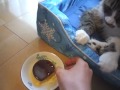 Click here to watch this video Kotaro's pudding of TANITA＿タニタ食堂のプリンを食べる猫