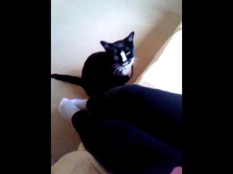 woofcat - Here is my crazy cat, Murphy, begging and begging for fish... Fish.... FISH!!! Plus, believe it or not, Murphy woofs just like a dog. I hope one day he'll be...