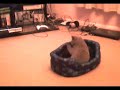 Wallace the British Shorthair Kitten playing with his bed Wallace the British Shorthair Kitten playing with his bed