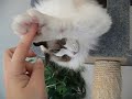 横着遊び。