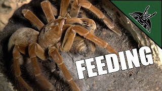 BEST FEEDING VIDEO EVER | Tarantula room tour