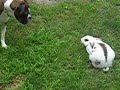 Bunny kicks ass