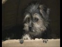 Sydney (Dog) My Pet