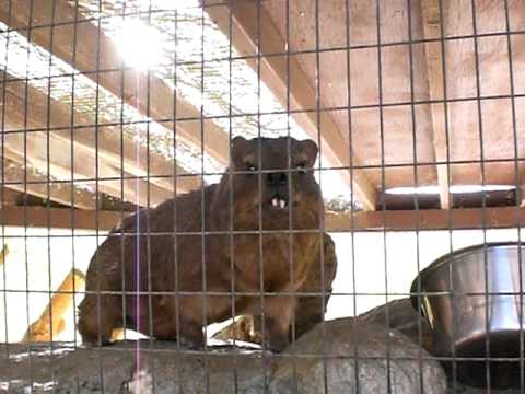 Talking Rock Hyrax