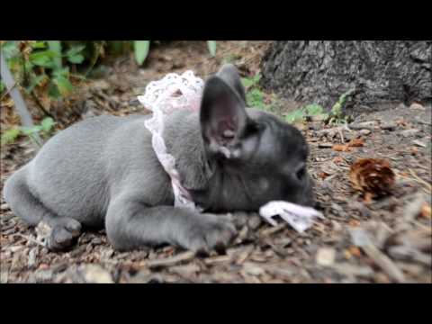 Bonnie Blue AKC Blue French Bulldog Puppy, atat